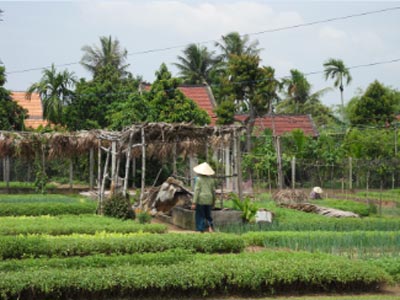 Hoi An Tra Que